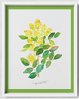Oregon grape or holly-leaved berberry /Mahonia aquifolium/ 2. - 