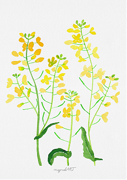 Rapeseed /Brassica napus/ - watercolor and inkbotanical artwork