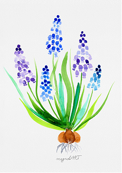 Grape hyacinth /Muscari/ - watercolorbotanical artwork