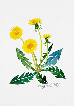 Dandelion /Taraxacum officinale/ - watercolorbotanical artwork