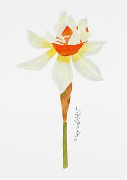 Double Daffodil /Narcissus/ -  watercolor botanical artwork