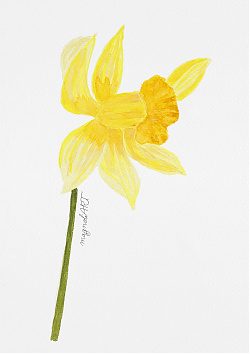 Yellow trumpet daffodil (Narcissus pseudonarcissus)  - botanical watercolor artwork