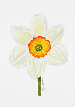 Large Cupped Daffodil 'Flower Record' front view - botanical watercolor artwork