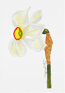 Daffodil (Narcissus poeticus) side view  - watercolor botanical artwork