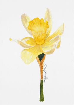 Yellow trumpet daffodil 2 (Narcissus pseudonarcissus)  - botanical watercolor artwork