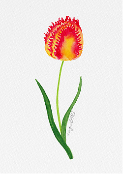 Tulip1 -  watercolor botanical artwork