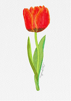 Tulip 7 -  watercolor botanical artwork