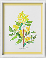 Oregon grape or holly-leaved berberry /Mahonia aquifolium/ 1. -