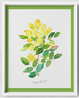 Oregon grape or holly-leaved berberry /Mahonia aquifolium/ 2. -