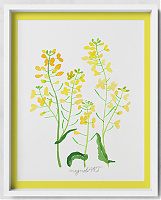 Rapeseed /Brassica napus/ -