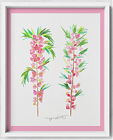 Dwarf Russian almond /Prunus tenella/ -