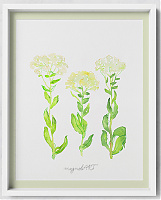 Hoary cress /Lepidium draba/ -