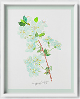 Wild cherry /Prunus avium/ -