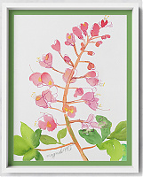 Red horse-chestnut /Aesculus × carnea/ -